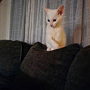 Tonka joined the competition — help win amazing prizes! kitten, cat, white_cat, couch, cushion, indoor, curtains, pet, animal, furniture, soft_light, cozy, cute, small, domestic_cat, curious, sitting, young, fluffy, quiet