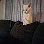 kitten, cat, white_cat, couch, cushion, indoor, curtains, pet, animal, furniture, soft_light, cozy, cute, small, domestic_cat, curious, sitting, young, fluffy, quiet