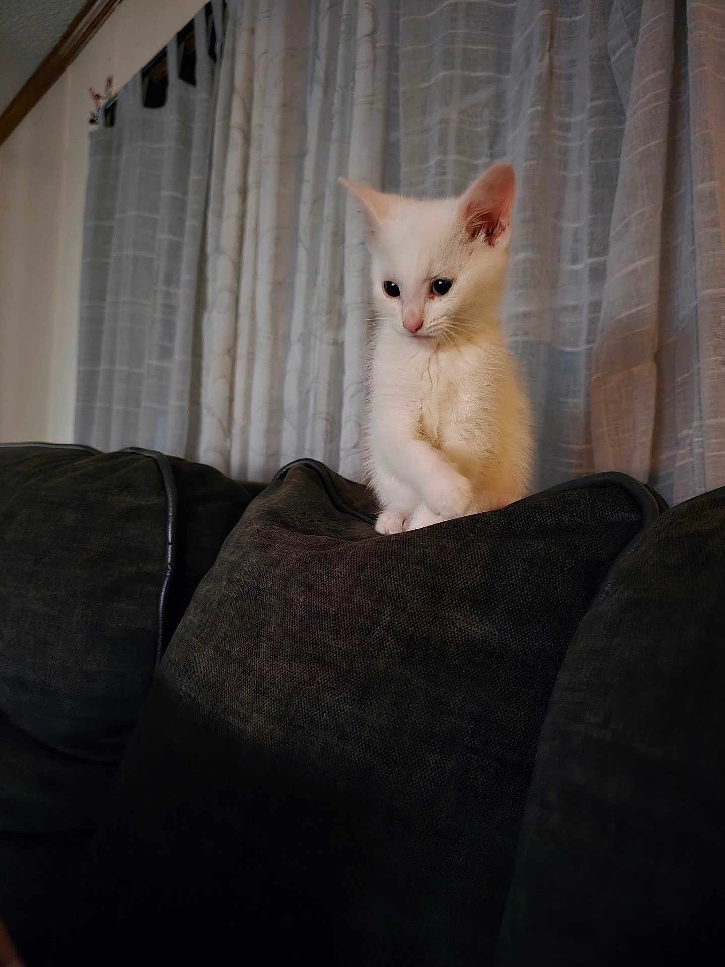 Tonka joined the competition — help win amazing prizes! kitten, cat, white_cat, couch, cushion, indoor, curtains, pet, animal, furniture, soft_light, cozy, cute, small, domestic_cat, curious, sitting, young, fluffy, quiet