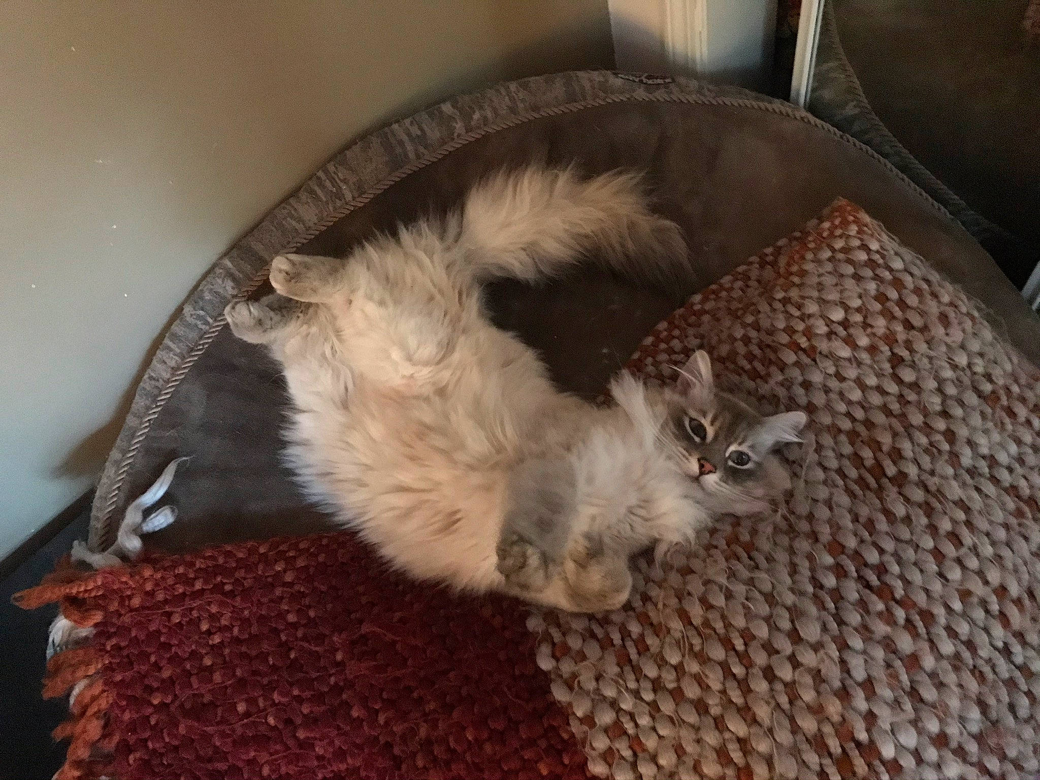 Princey is registered to the contest to win money with this photo: british_longhair, canidae, carnivore, cat, claw, comfort, companion_dog, dog_breed, fawn, felidae, flooring, fur, hardwood, nap, paw, pet_supply, small_to_medium_sized_cats, sporting_group, tail, whiskers