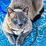 cat, blue_eyes, grey_fur, close_up, pet, animal, indoor, toy, feather, lying_down, focused, feline, collar, whiskers, portrait, cute, domestic_animal, relaxed, playful, blue_rug