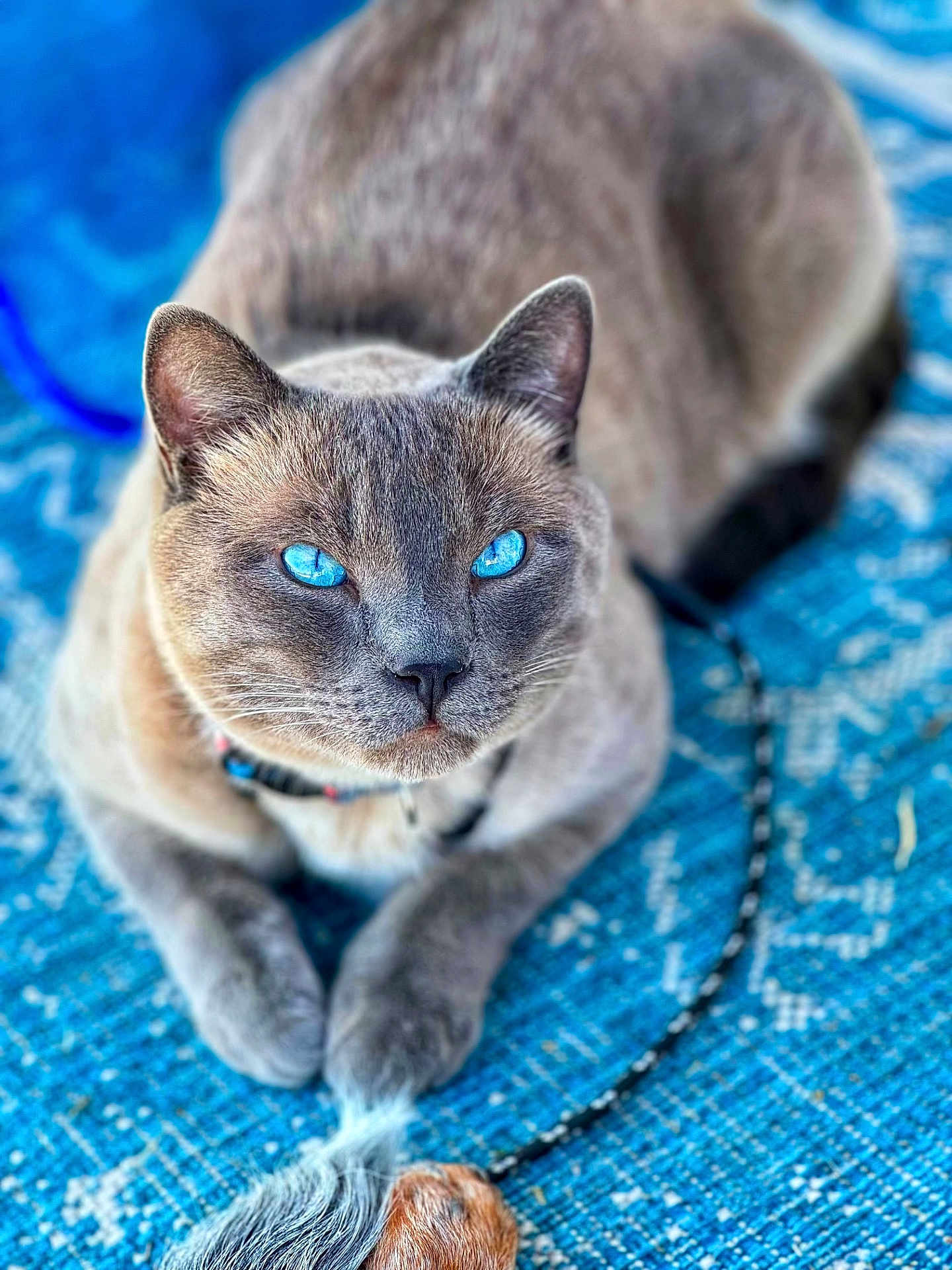 Groot joined the competition — help win amazing prizes! cat, blue_eyes, grey_fur, close_up, pet, animal, indoor, toy, feather, lying_down, focused, feline, collar, whiskers, portrait, cute, domestic_animal, relaxed, playful, blue_rug