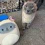 Groot joined the competition — help win amazing prizes! cat, plush_toy, blue_eyes, carpet, indoor, pet, stuffed_animal, feline, floor, curious, gray_cat, soft_toy, cozy, home, animal, pet_toy, cute, companion, domestic, relaxed