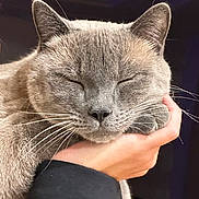 Groot is registered to the contest to win money with this photo: animal, cat, close_up, comfort, cute, domestic_animal, face, feline, fur, gray_cat, hand, holding, indoor, peaceful, person, pet, resting, sleeping, soft, whiskers