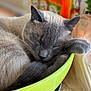 Groot is registered to the contest to win money with this photo: cat, gray_cat, sleeping, bowl, green_bowl, curled_up, feline, pet, cozy, indoor, close_up, fur, whiskers, relaxed, domestic_cat, table, kitchen, blurred_background, cute, animal