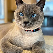 Groot joined the competition — help win amazing prizes! cat, siamese_cat, blue_eyes, collar, pet, feline, indoor, close_up, portrait, fur, whiskers, paw, resting, tabletop, domestic_animal, animal, cute, looking_at_camera, soft_light, blurred_background