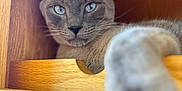 Groot joined the competition — help win amazing prizes! cat, gray_cat, blue_eyes, paw, wooden_drawer, furniture, indoor, pet, relaxed, close_up, portrait, animal, whiskers, fur, cute, domestic_cat, looking_at_camera, cozy, resting, stretching