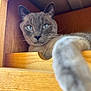 cat, gray_cat, blue_eyes, paw, wooden_drawer, furniture, indoor, pet, relaxed, close_up, portrait, animal, whiskers, fur, cute, domestic_cat, looking_at_camera, cozy, resting, stretching