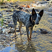Gunner joined the competition — help win amazing prizes! dog, blue_heeler, water, creek, rocks, outdoor, nature, animal, standing, fur, ears, collar, tag, reflection, stream, sunlight, greenery, shallow_water, speckled_fur, attentive