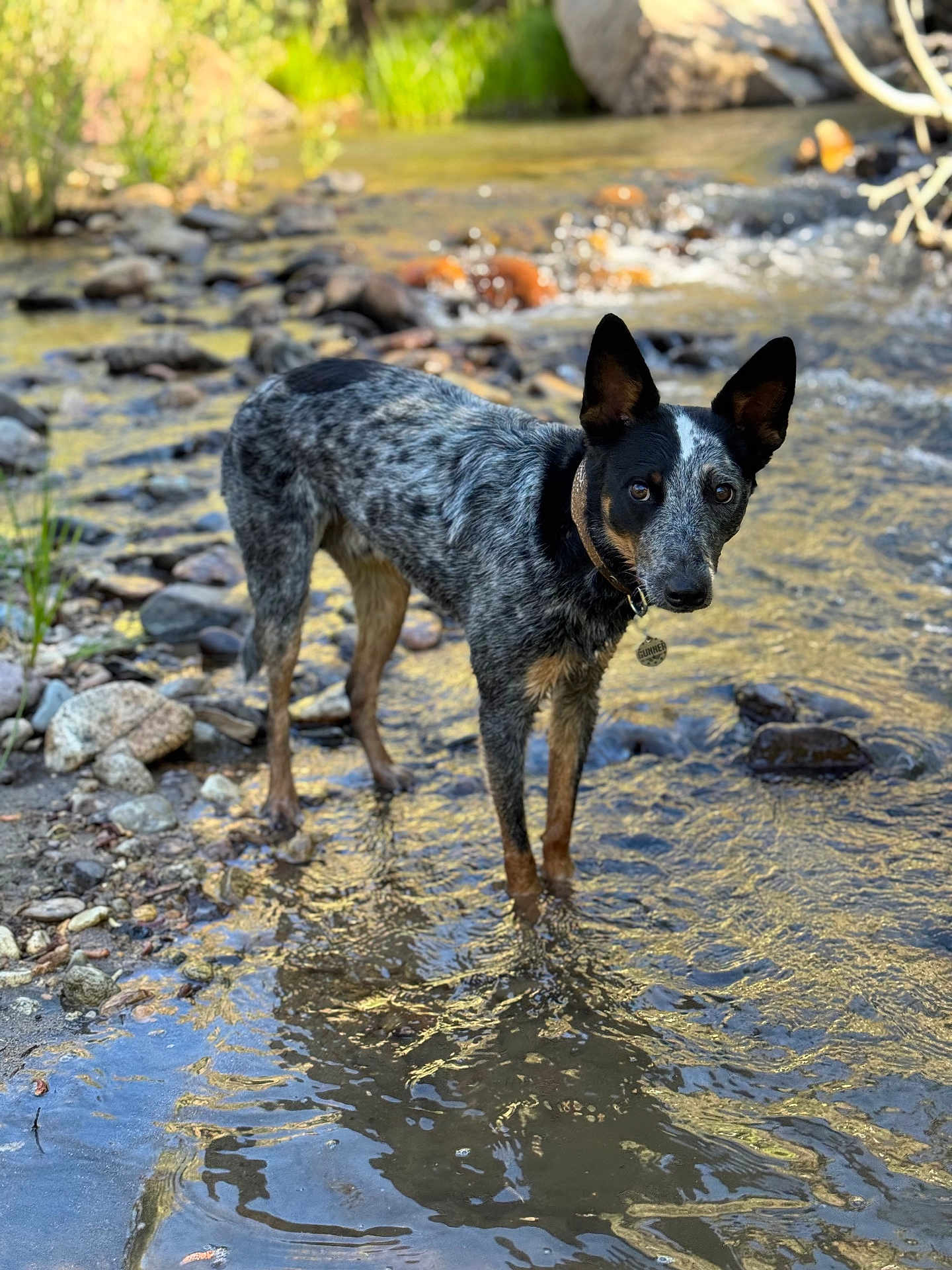 Gunner