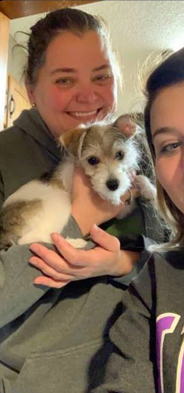 Eloise is registered to the contest to win money with this photo: canidae, carnivore, companion_dog, dog, dog_breed, fawn, havanese, mammal, morkie, puppy, puppy_love, rare_breed_dog, schnoodle, shih_tzu, vertebrate, west_highland_white_terrier