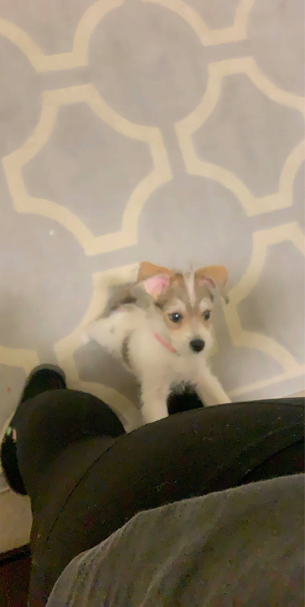 Eloise is registered to the contest to win money with this photo: canidae, carnivore, chihuahua, companion_dog, dog, dog_breed, fawn, mammal, parson_russell_terrier, puppy, toy_dog, vertebrate