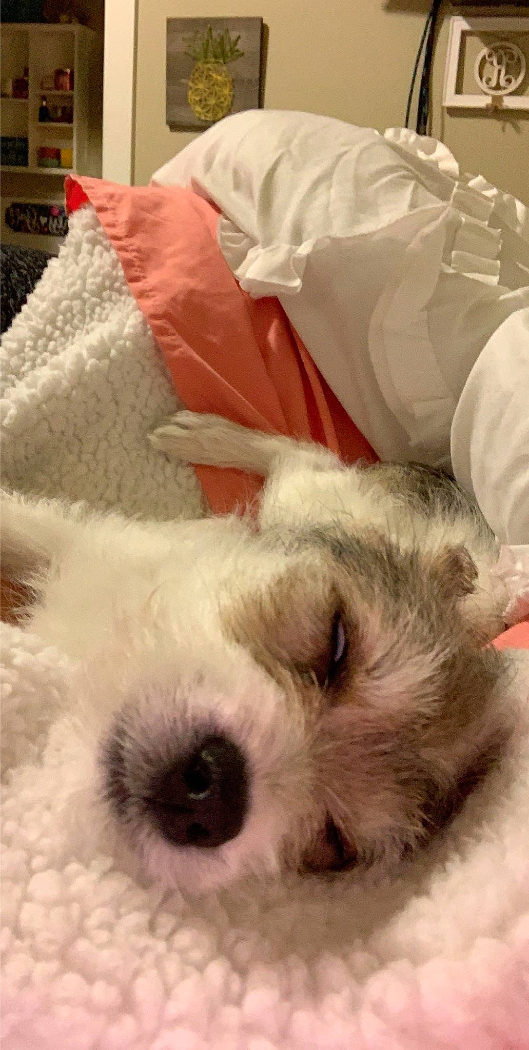 Eloise joined the competition — help win amazing prizes! bolonka, canidae, carnivore, cockapoo, companion_dog, dog, dog_breed, ear, havanese, maltepoo, maltese, morkie, nap, nose, puppy, puppy_love, schnoodle, sealyham_terrier, snout, west_highland_white_terrier