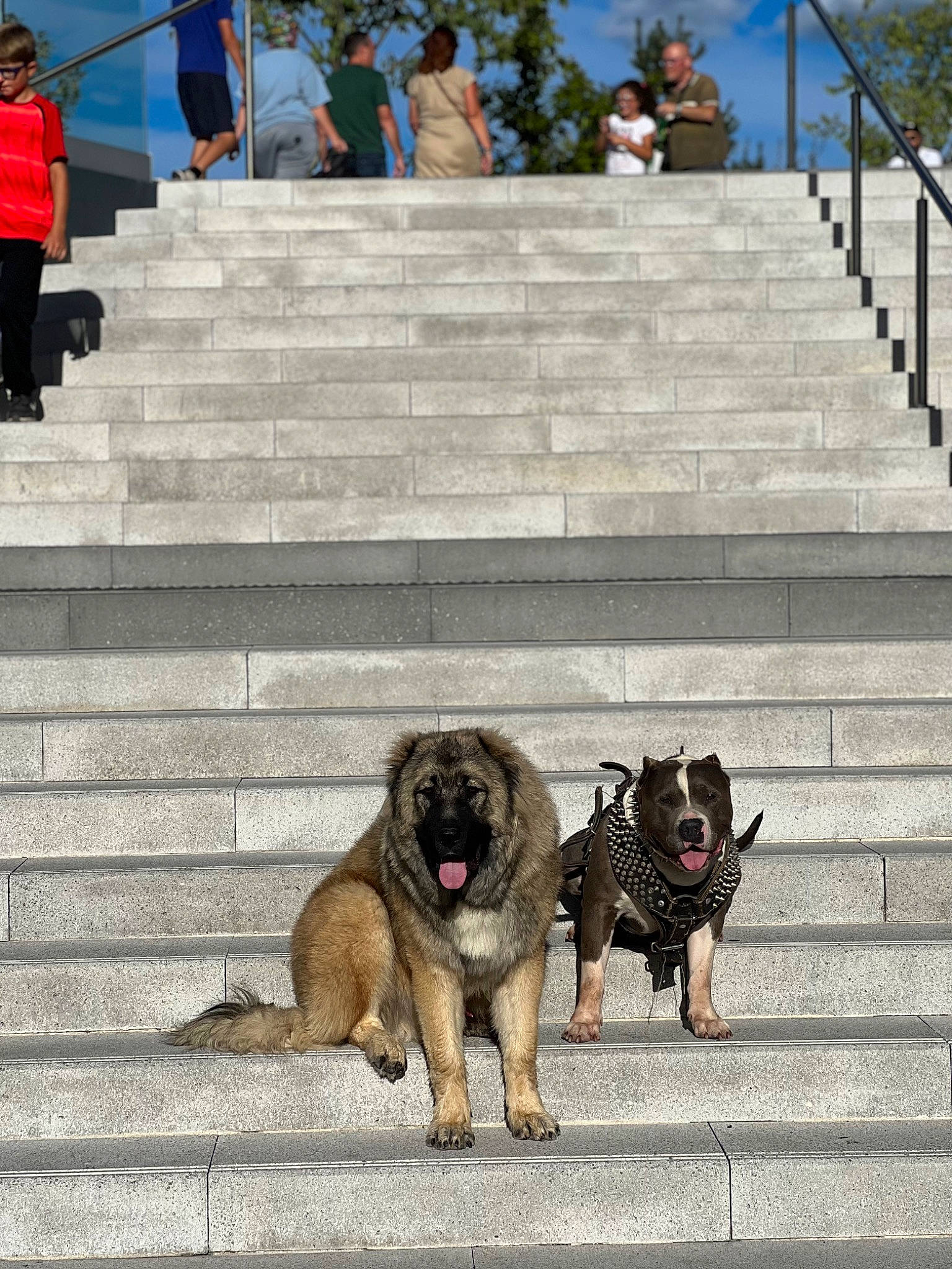 Zoulou participe au concours pour gagner de l'argent avec cette photo : ancient_dog_breeds, canidae, carnivore, cloud, companion_dog, concrete, dog, dog_breed, fawn, non_sporting_group, road_surface, sidewalk, sky, snout, sporting_group, street, t_shirt, working_animal, working_dog