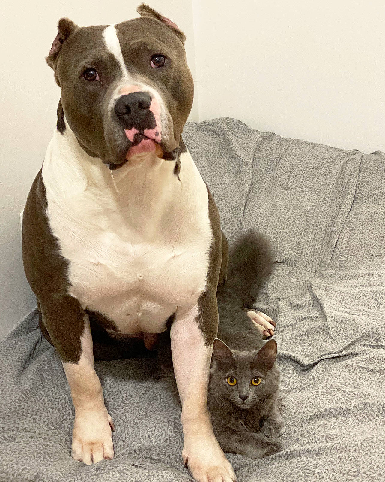 Zoulou a rejoint le concours — aidez-le/la à gagner de superbes lots ! ancient_dog_breeds, art, bulldog, carnivore, cat, comfort, companion_dog, dog, dog_breed, domestic_short_haired_cat, fawn, fur, molosser, non_sporting_group, paw, snout, terrestrial_animal, whiskers, working_animal, working_dog