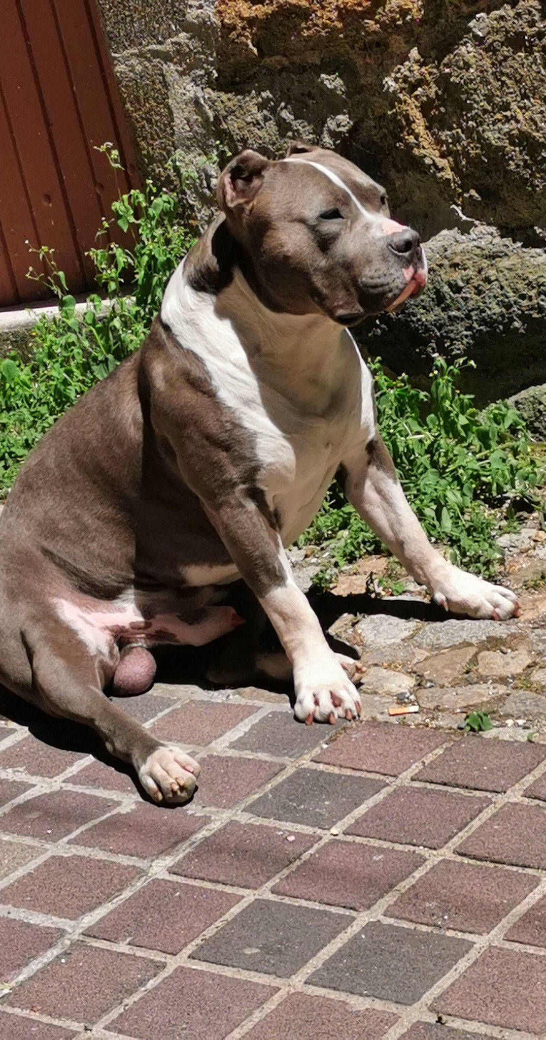 Zoulou a rejoint le concours — aidez-le/la à gagner de superbes lots ! carnivore, collar, companion_dog, dog, dog_breed, dog_collar, fawn, flooring, grass, liver, mammal, plant, road_surface, snout, sporting_group, tail, terrestrial_animal, vertebrate, whiskers, working_animal