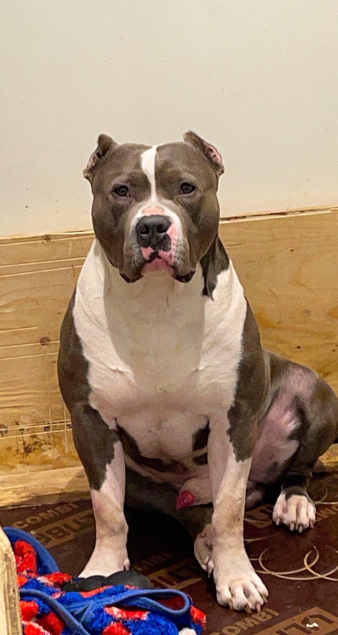 Zoulou participe au concours pour gagner de l'argent avec cette photo : art, bored, carnivore, companion_dog, dog, dog_breed, fawn, molosser, non_sporting_group, snout, sporting_group, terrestrial_animal, working_animal, working_dog