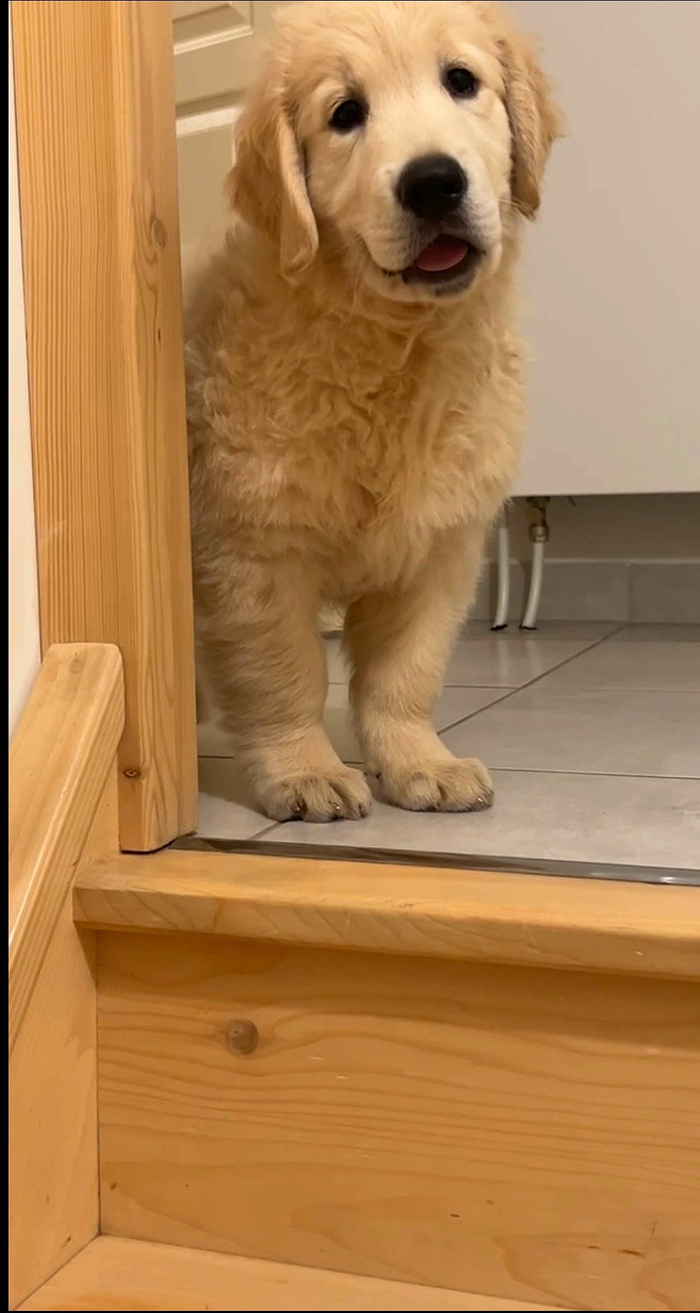 King Zoulou participe au concours pour gagner de l'argent avec cette photo : ancient_dog_breeds, carnivore, companion_dog, dog, dog_breed, flooring, fur, golden_retriever, gun_dog, hardwood, polish_tatra_sheepdog, retriever, snout, sporting_group, terrestrial_animal, whiskers, wood, wood_stain, working_animal, working_dog