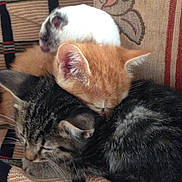 Gary And Amelia is registered to the contest to win money with this photo: tabby_cat, orange_kitten, small_rodent, hamster, mouse, snuggling, cozy, couch, patterned_fabric, striped, furry, sleeping, pets, cute, animal_group, indoor, closeup, resting, domestic_animals, soft