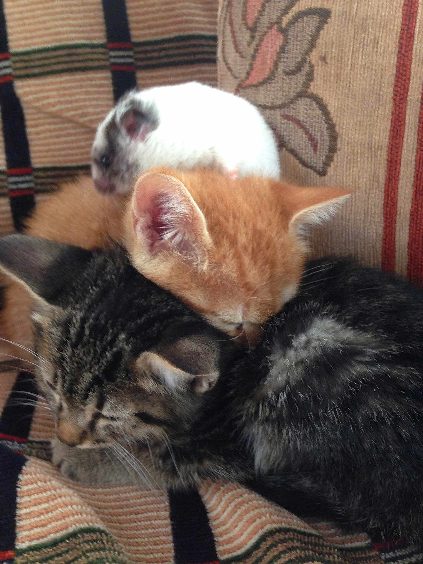 Gary And Amelia is registered to the contest to win money with this photo: tabby_cat, orange_kitten, small_rodent, hamster, mouse, snuggling, cozy, couch, patterned_fabric, striped, furry, sleeping, pets, cute, animal_group, indoor, closeup, resting, domestic_animals, soft