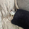 Isis is registered to the contest to win money with this photo: cat, couch, cozy, curious, cushion, cute, domestic_animal, feline, furniture, indoor, kitten, looking_up, pet, quilt, resting, seashell_pattern, small, tabby, white_fur, young