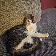 Isis is registered to the contest to win money with this photo: alert, animal, cat, comfortable, couch, cozy, domestic, feline, fur, gray, indoor, pet, portrait, relaxed, resting, seated, tail, texture, whiskers, white
