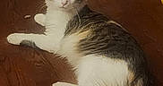 Isis is registered to the contest to win money with this photo: animal, calico, cat, curious, cute, domestic_cat, ears, feline, floor, fur, home, indoor, laying_down, looking_at_camera, mammal, pet, relaxed, tail, whiskers, wooden_floor