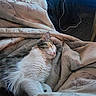 Isis joined the competition — help win amazing prizes! animal, blanket, calm, cat, comfort, couch, cozy, domestic, feline, fur, furniture, home, indoor, nap, pet, relaxation, resting, sleeping, soft, whiskers