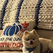 Oliver is registered to the contest to win money with this photo: dog, puppy, fluffy, small_dog, pomeranian, pet, animal, sitting, couch, sofa, harness, indoor, home, blanket, pillow, pumpkin, autumn, seasonal_decor, portrait, cozy