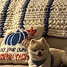 dog, puppy, fluffy, small_dog, pomeranian, pet, animal, sitting, couch, sofa, harness, indoor, home, blanket, pillow, pumpkin, autumn, seasonal_decor, portrait, cozy