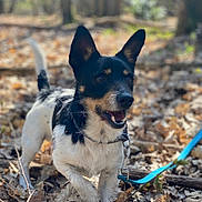 Papate participe au concours pour gagner de l'argent avec cette photo : dog, black_and_white, leash, forest, leaves, outdoor, animal, pet, happy, ears, snout, fur, nature, walking, daylight, tongue, collar, four_legs, tail, closeup