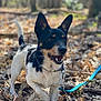 dog, black_and_white, leash, forest, leaves, outdoor, animal, pet, happy, ears, snout, fur, nature, walking, daylight, tongue, collar, four_legs, tail, closeup