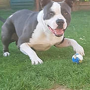 Narko a rejoint le concours — aidez-le/la à gagner de superbes lots ! dog, playing, grass, ball, outdoor, pet, animal, happy, yard, nature, canine, excited, active, fence, summer, daylight, house, toy, fun, smiling