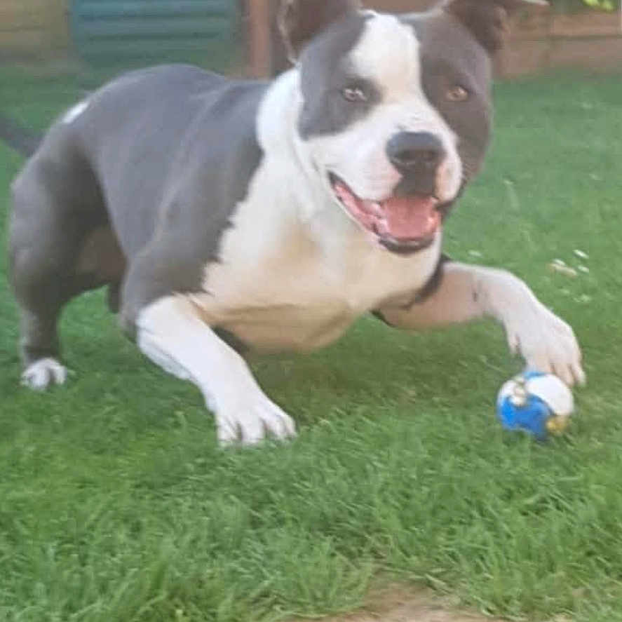 Narko