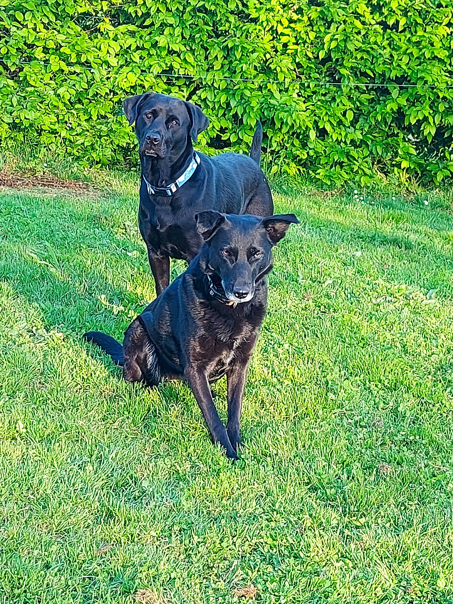 Pandora a rejoint le concours — aidez-le/la à gagner de superbes lots ! borador, canidae, carnivore, collar, companion_dog, dog, dog_breed, dog_collar, grass, grassland, groundcover, guard_dog, gun_dog, hunting_dog, personal_protective_equipment, plant, snout, tail, working_animal, working_dog