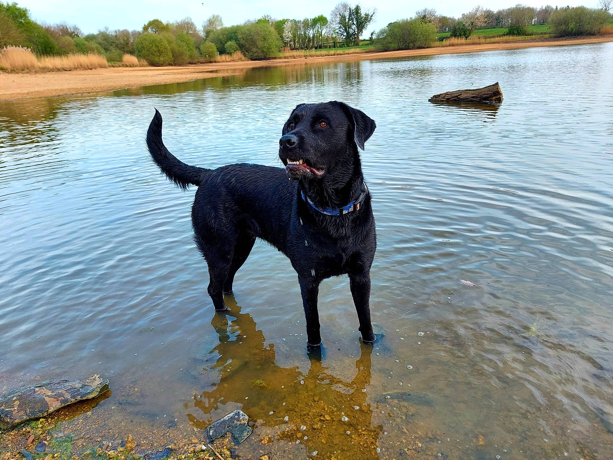 Pandora a rejoint le concours — aidez-le/la à gagner de superbes lots ! canidae, carnivore, collar, companion_dog, dog, dog_breed, dog_collar, fawn, guard_dog, gun_dog, lake, plant, reservoir, sky, sporting_group, tail, tree, water, working_animal, working_dog