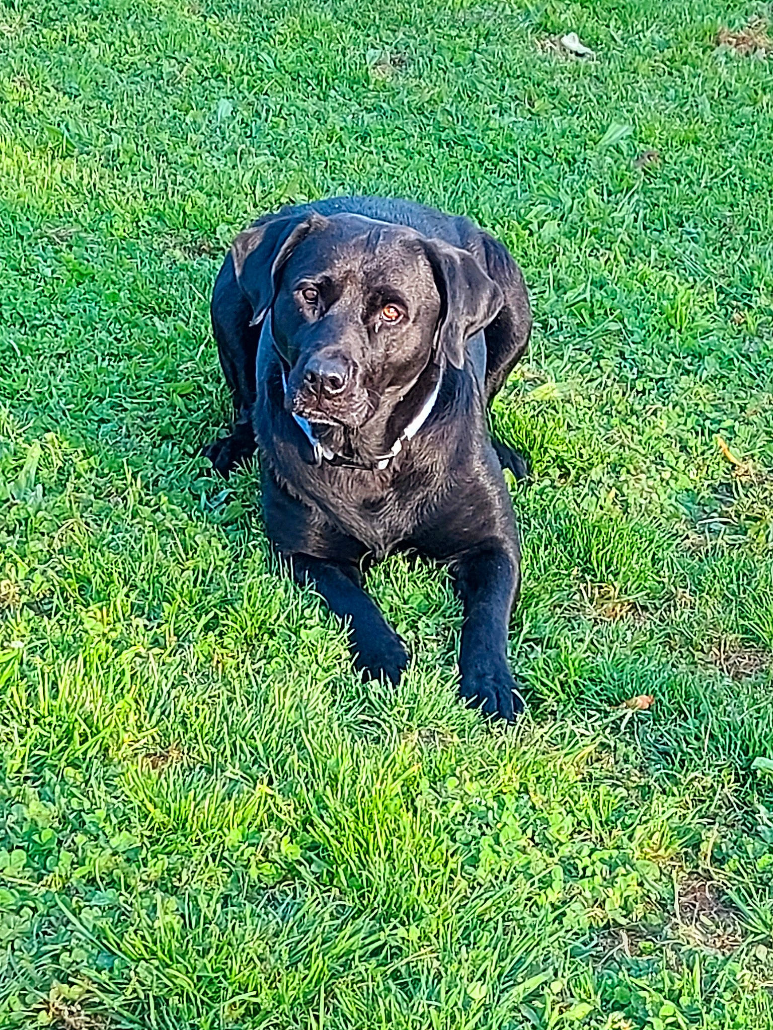 Pandora a rejoint le concours — aidez-le/la à gagner de superbes lots ! borador, canidae, carnivore, companion_dog, dog, dog_breed, electric_blue, grass, grassland, groundcover, guard_dog, gun_dog, hunting_dog, pasture, people_in_nature, plant, snout, sporting_group, terrestrial_animal, working_animal