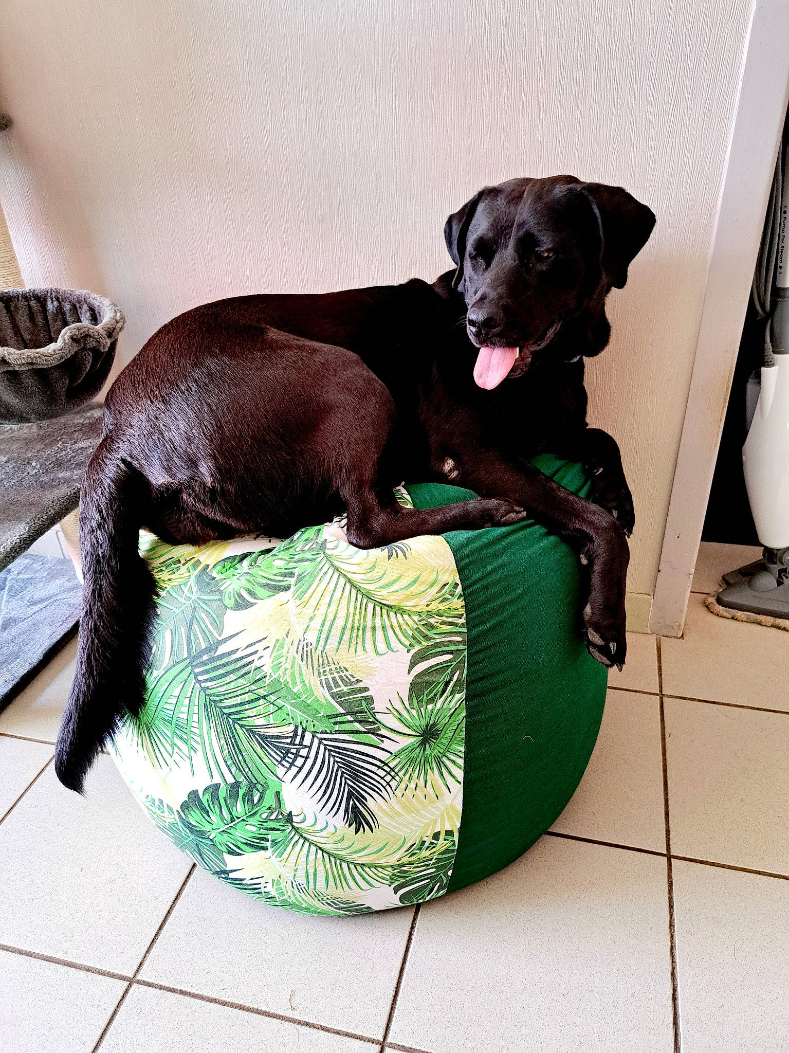 Pandora a rejoint le concours — aidez-le/la à gagner de superbes lots ! canidae, carnivore, chair, collar, comfort, companion_dog, couch, dog, dog_bed, dog_breed, dog_collar, dog_supply, fawn, liver, pet_supply, snout, sporting_group, toy_dog, whiskers, working_animal