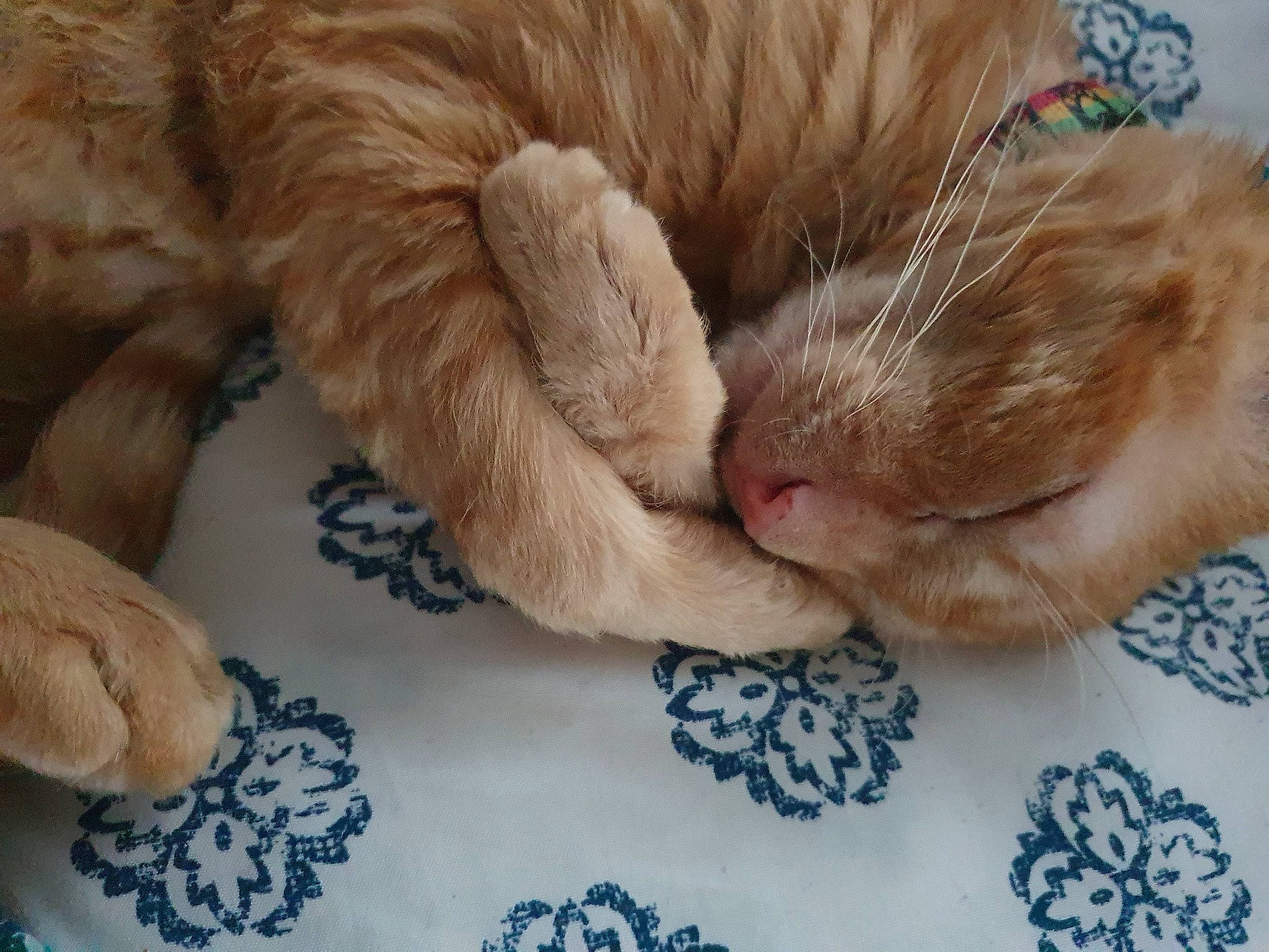 Leon is registered to the contest to win money with this photo: carnivore, cat, claw, comfort, companion_dog, domestic_short_haired_cat, fawn, felidae, fur, human_leg, linens, nap, natural_material, paw, small_to_medium_sized_cats, snout, sporting_group, tail, textile, whiskers