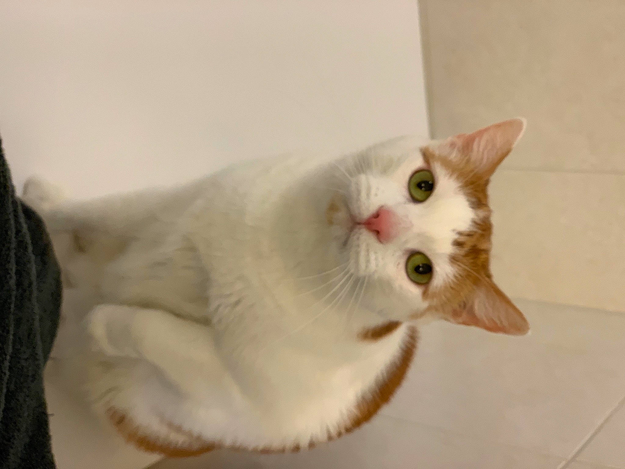 Mr. Miyagi is registered to the contest to win money with this photo: carnivore, cat, collar, domestic_short_haired_cat, ear, eye, fang, fawn, felidae, fur, iris, paw, small_to_medium_sized_cats, snout, tail, whiskers