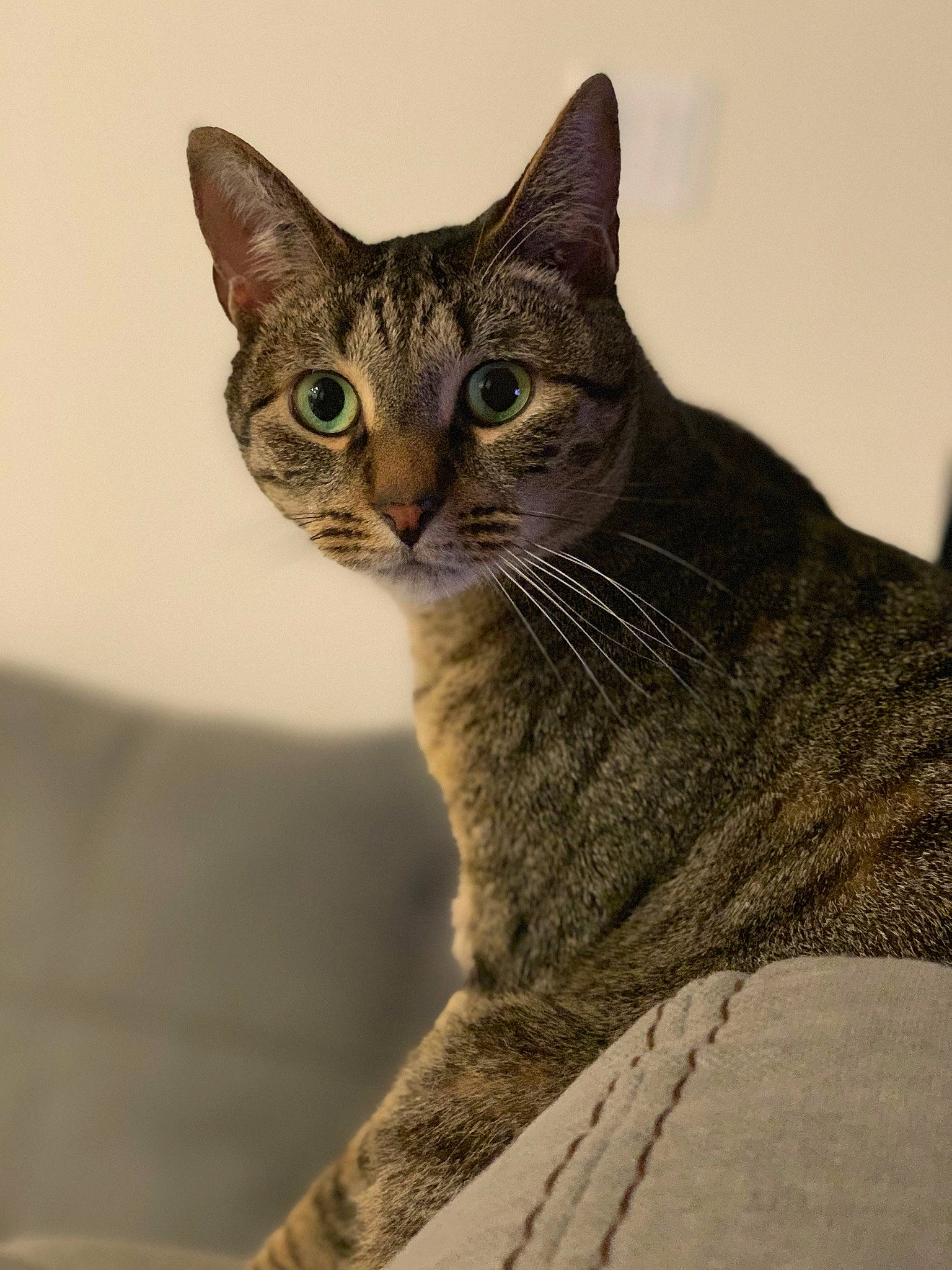 Babes joined the competition — help win amazing prizes! carnivore, cat, domestic_short_haired_cat, felidae, fur, small_to_medium_sized_cats, snout, terrestrial_animal, whiskers, wildlife, window