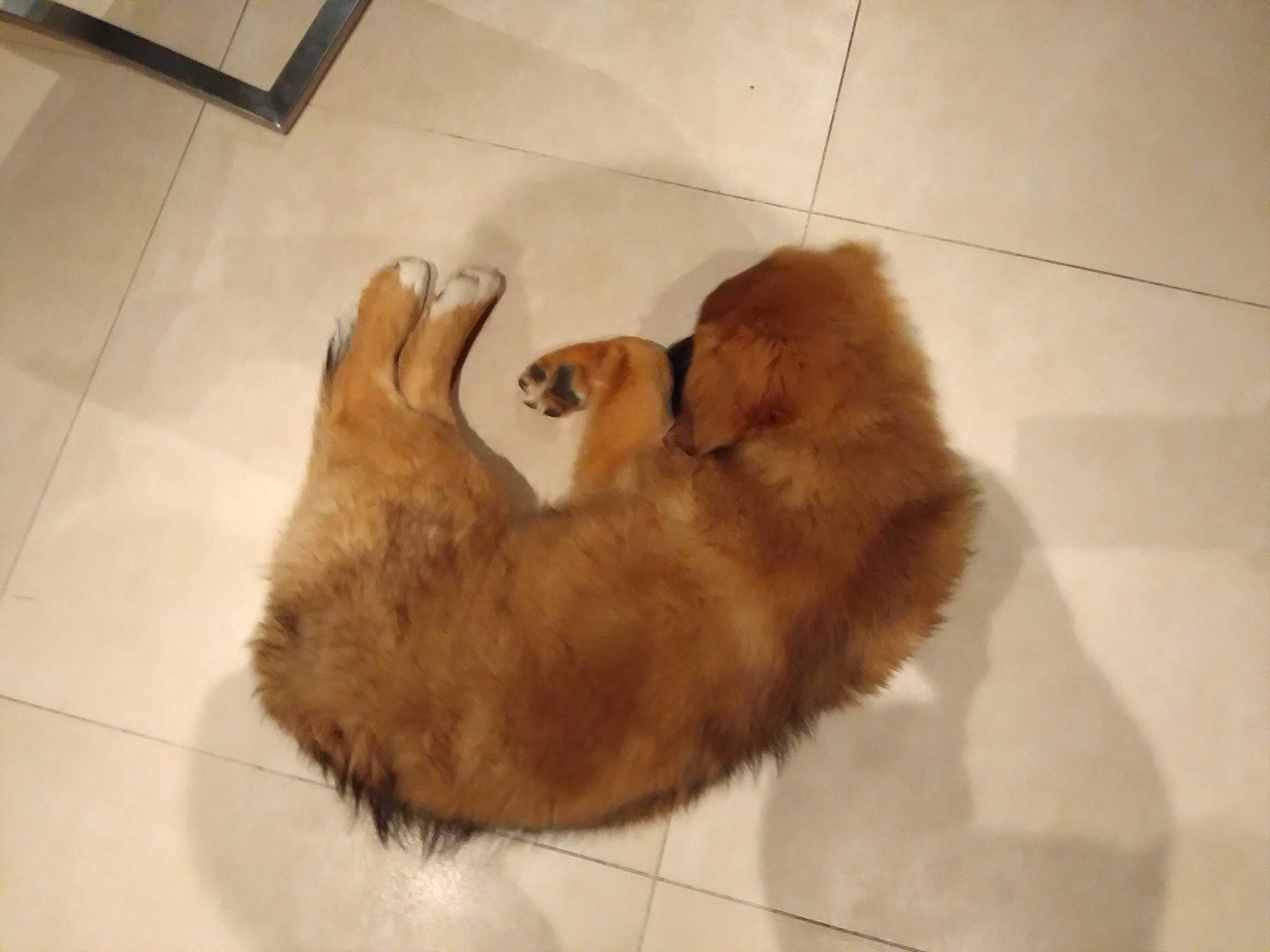 Fargo participe au concours pour gagner de l'argent avec cette photo : brown, canidae, carnivore, cat, companion_dog, dog, dog_bed, dog_breed, fawn, felidae, floor, flooring, fur, hardwood, liver, paw, small_to_medium_sized_cats, sporting_group, tail, whiskers