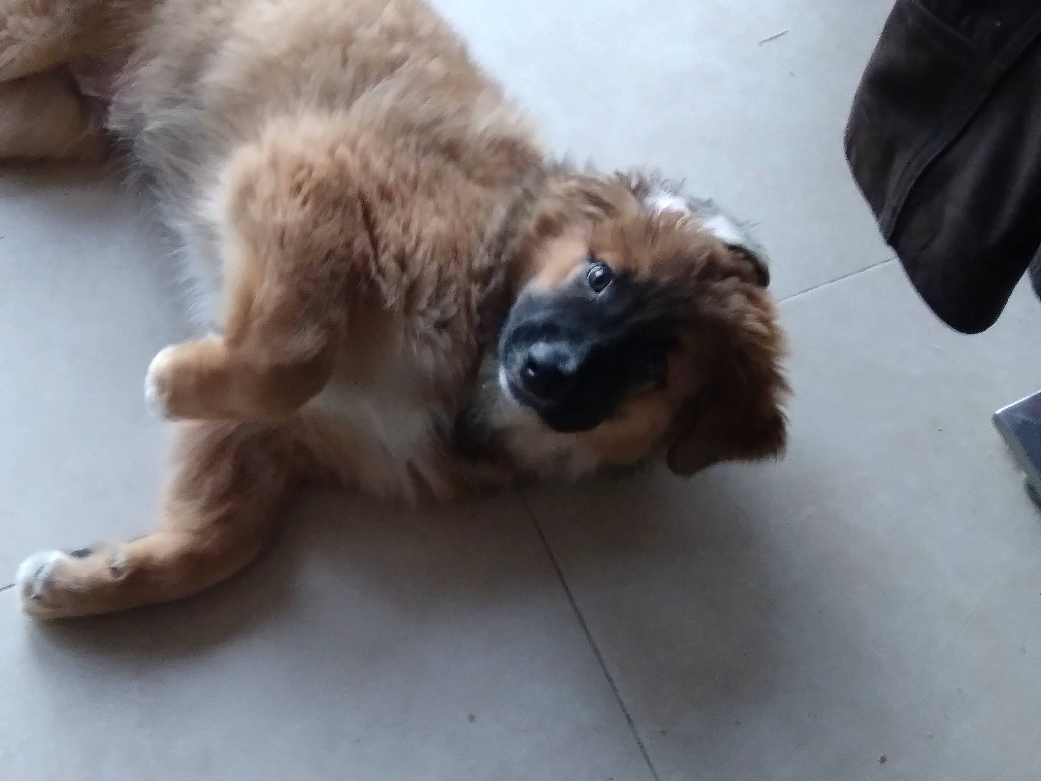 Fargo a rejoint le concours — aidez-le/la à gagner de superbes lots ! canidae, carnivore, claw, companion_dog, dog, dog_breed, fawn, felidae, flooring, fur, liver, paw, retriever, small_to_medium_sized_cats, snout, sporting_group, street_dog, tail, whiskers, working_animal