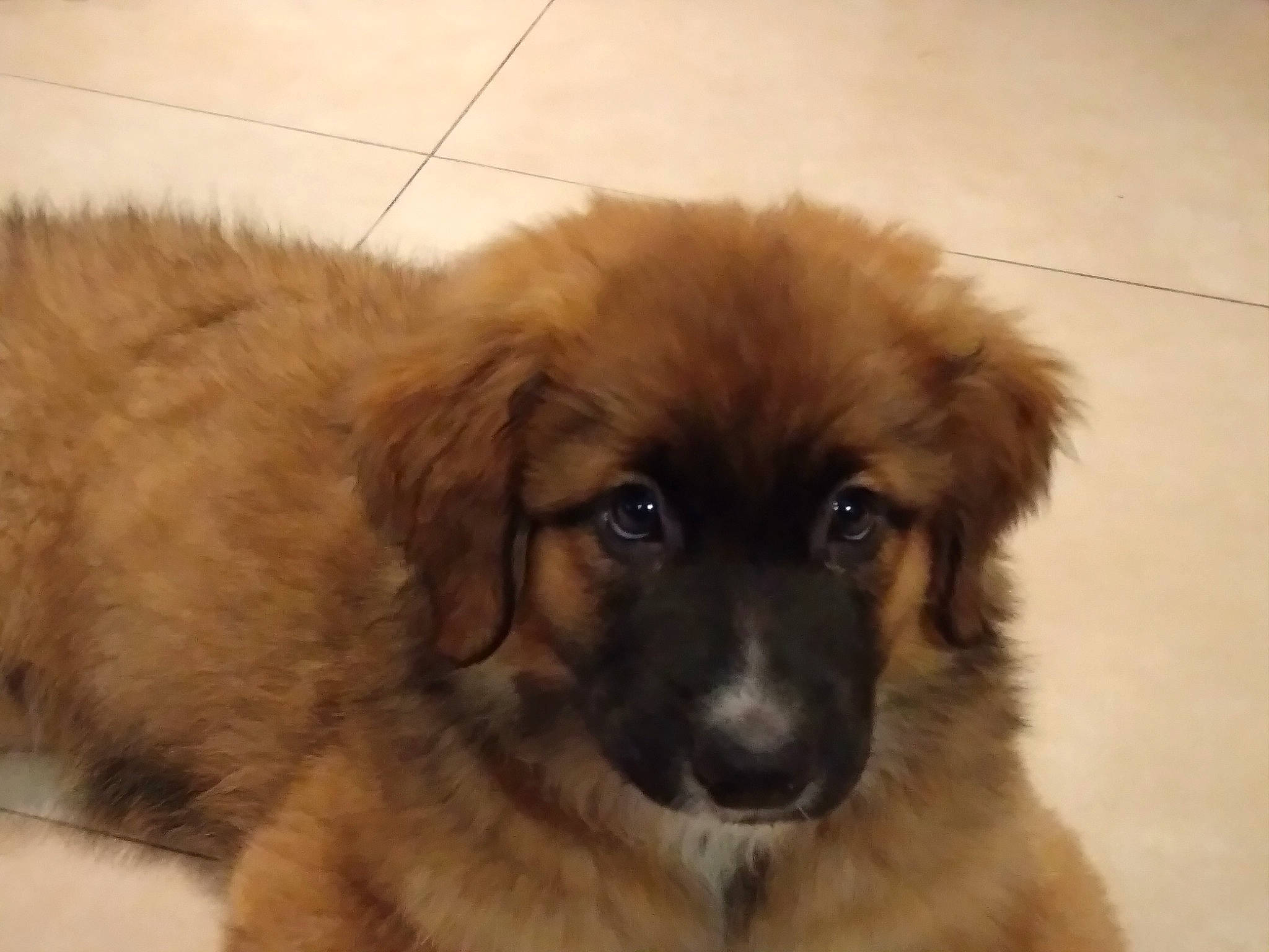 Fargo a rejoint le concours — aidez-le/la à gagner de superbes lots ! ancient_dog_breeds, canidae, carnivore, companion_dog, dog, dog_breed, fawn, flooring, fur, giant_dog_breed, hardwood, iris, liver, snout, sporting_group, tibetan_mastiff, whiskers, working_animal, working_dog