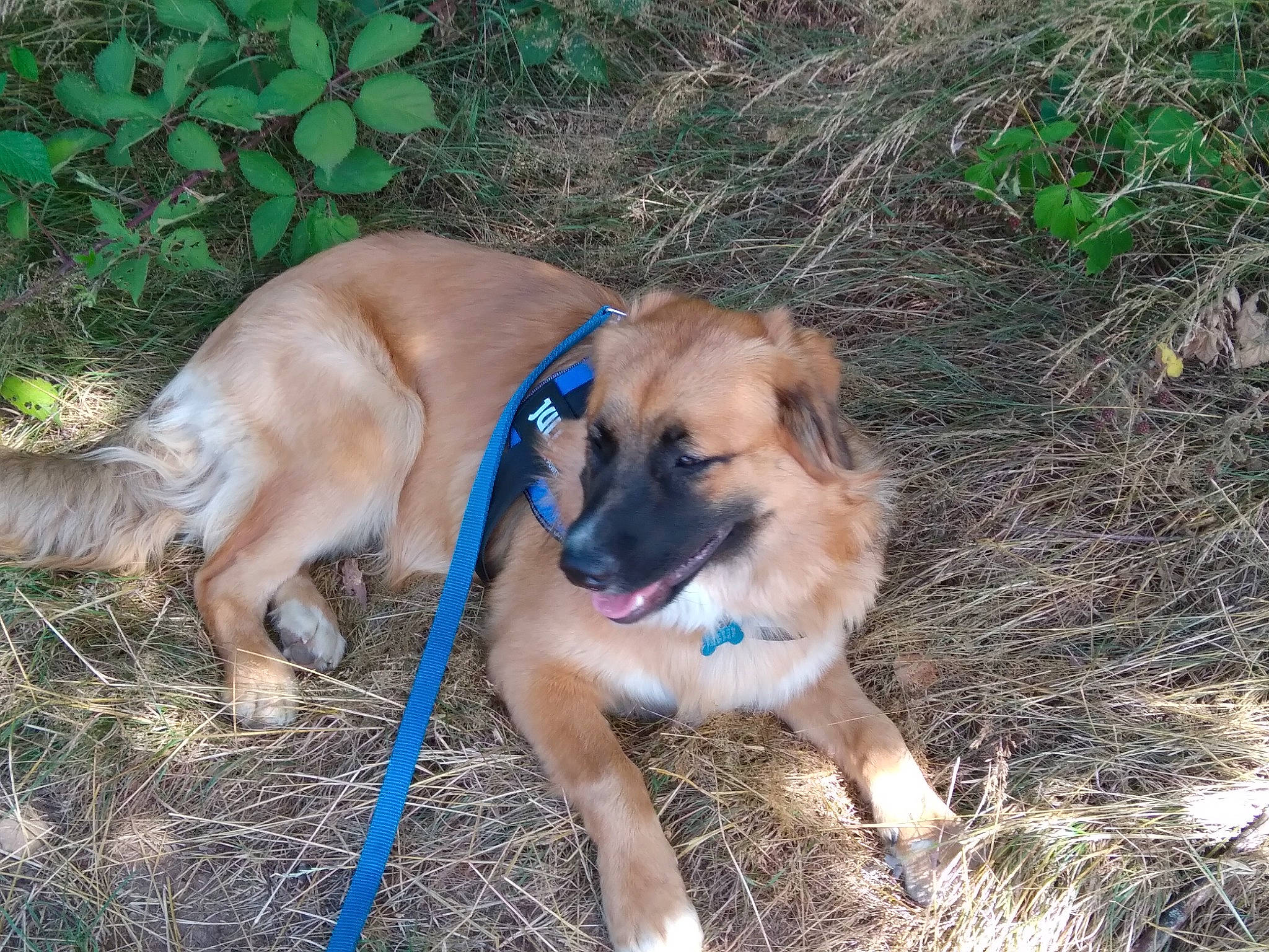 Fargo a rejoint le concours — aidez-le/la à gagner de superbes lots ! canidae, carnivore, chair, collar, companion_dog, dog, dog_breed, dog_collar, dog_supply, fawn, garden_hose, grass, pet_supply, plant, snout, soil, sporting_group, tail, terrestrial_animal, working_dog