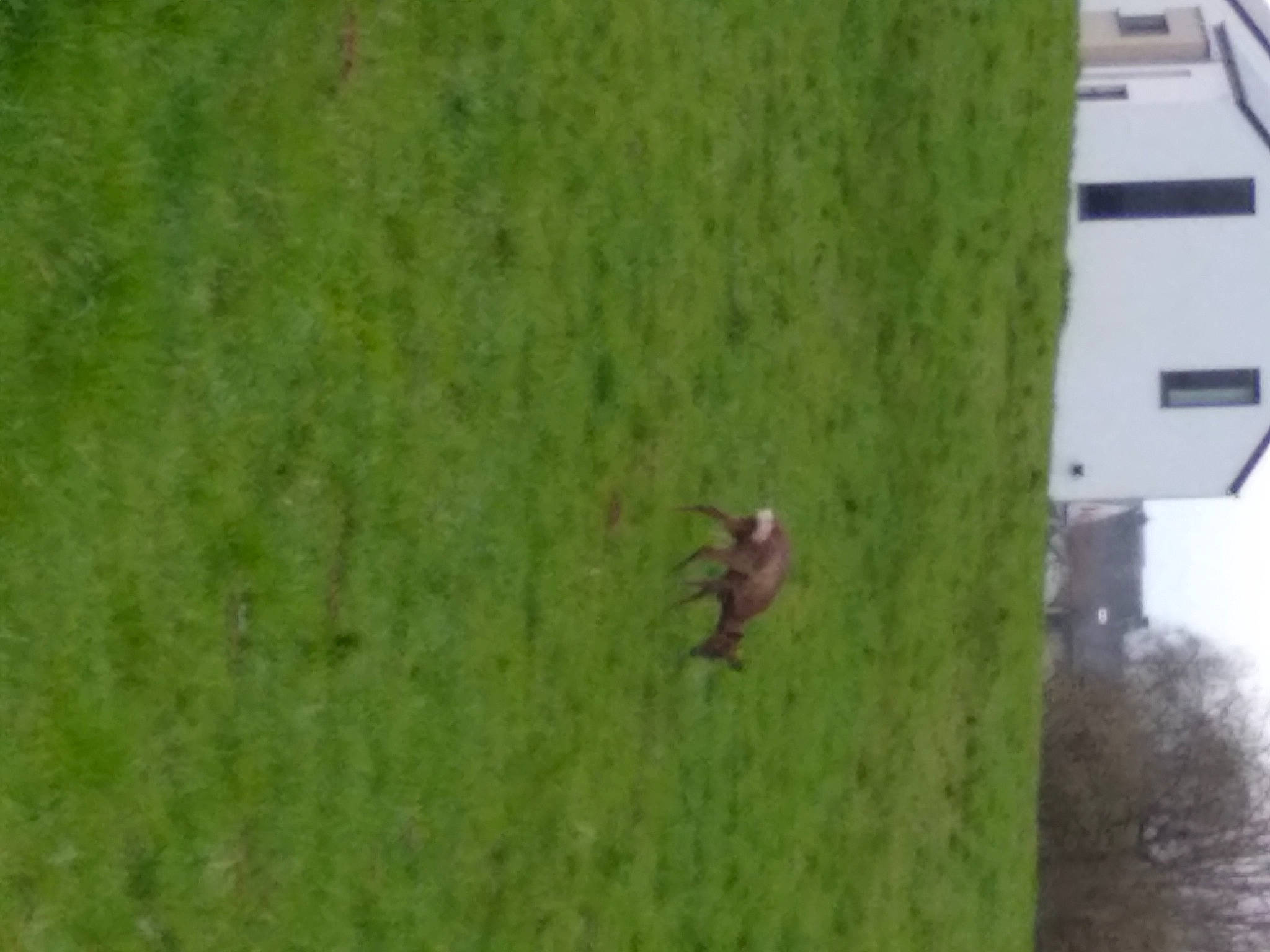 Bibiche a rejoint le concours — aidez-le/la à gagner de superbes lots ! building, grass, grass_family, grassland, grazing, green, groundcover, house, landscape, lawn, meadow, pasture, plant, prairie, soil, terrestrial_animal, tree, trunk, wildlife, wood