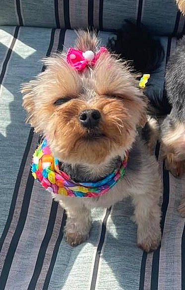 Arya joined the competition — help win amazing prizes! carnivore, collar, companion_dog, dog, dog_breed, dog_clothes, dog_collar, dog_supply, eyewear, fashion_accessory, fawn, fur, leash, pet_supply, small_terrier, snout, sporting_group, terrier, toy_dog, working_animal