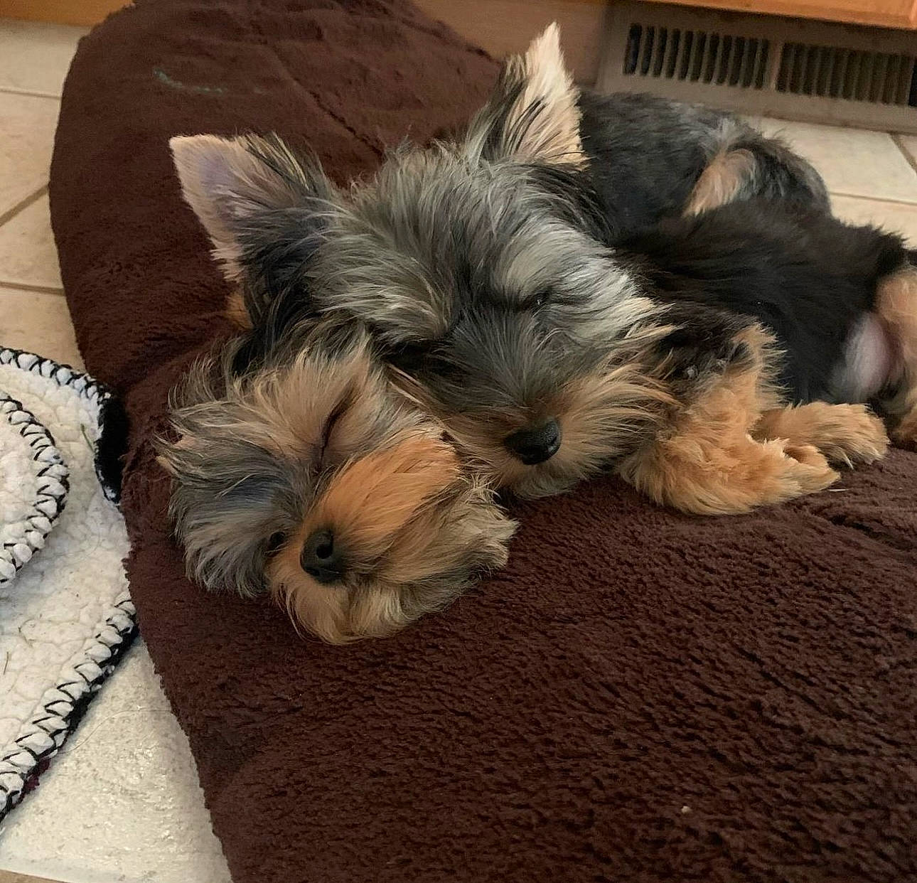 Mack joined the competition — help win amazing prizes! biewer_terrier, canidae, carnivore, comfort, companion_dog, dog, dog_breed, dog_supply, fawn, fur, liver, maltepoo, nap, small_terrier, snout, sporting_group, terrier, toy_dog, working_animal, yorkipoo
