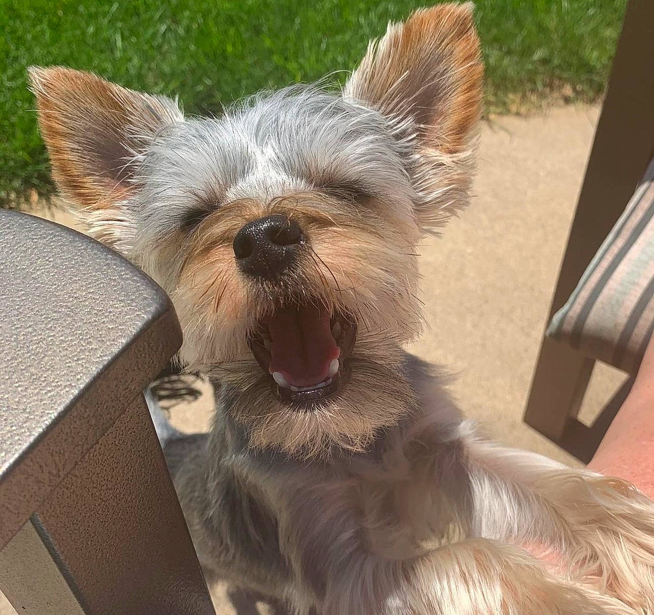 Mack joined the competition — help win amazing prizes! biewer_terrier, canidae, carnivore, collar, companion_dog, dog, dog_breed, dog_collar, dog_supply, ear, fawn, fur, liver, small_terrier, snout, sporting_group, terrier, toy_dog, whiskers, working_animal