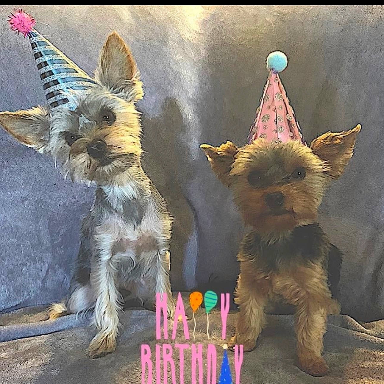 Mack is registered to the contest to win money with this photo: art, birthday_candle, candle, canidae, carnivore, event, fawn, felidae, fictional_character, font, fur, illustration, mammal, mythical_creature, tail, vertebrate, visual_arts, whiskers, wildlife, working_animal